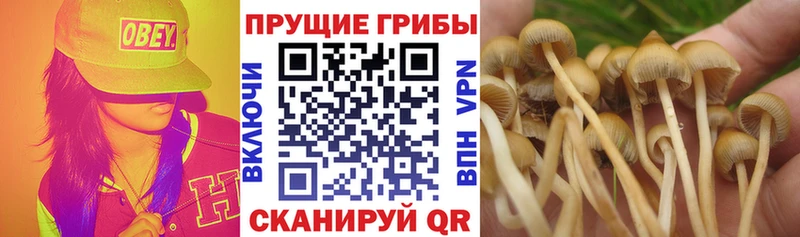 Галлюциногенные грибы ЛСД  где продают наркотики  мега ТОР  Курск 